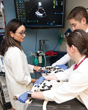 Femaile clinician performs ultrasound on a dog with two students helping