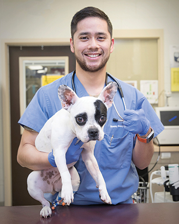 a male clinician poses with a french bulldog patient