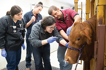 three female students assist a male clinician in examining a cow in a chute